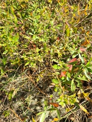 Vaccinium darrowii