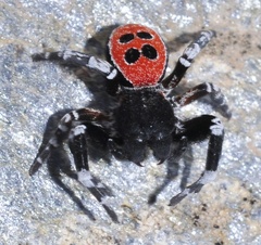 Eresus solitarius