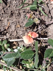 Macroptilium gibbosifolium