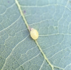 Zopheroteras hubbardi