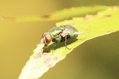 Lucilia coeruleiviridis