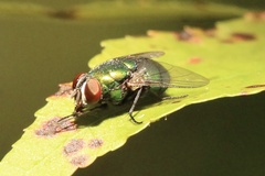 Lucilia coeruleiviridis