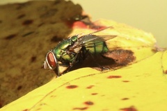 Lucilia coeruleiviridis