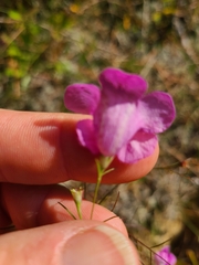 Agalinis setacea