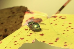 Lucilia coeruleiviridis