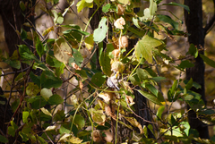 Poecile atricapillus image