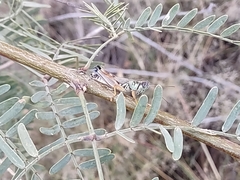 Phoetaliotes nebrascensis