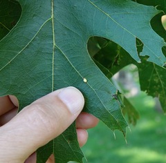 Zopheroteras hubbardi