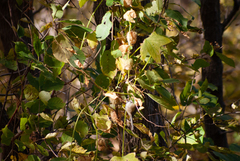 Poecile atricapillus image