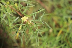 Boronia bowmanii