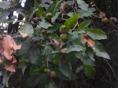Quercus lancifolia