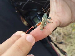 Melanoplus thomasi