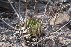 Dudleya brittonii