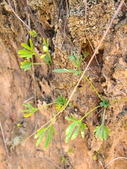 Viola pedata