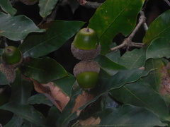 Quercus lancifolia
