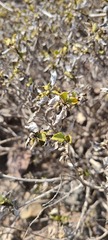 Ambrosia chenopodiifolia