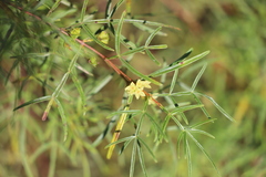 Boronia bowmanii