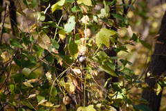 Poecile atricapillus image