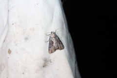 Lateroligia ophiogramma