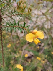 Dillwynia retorta