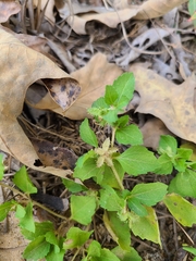 Acanthospermum australe