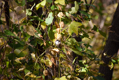 Poecile atricapillus image