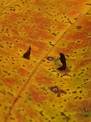 Vasates aceriscrumena