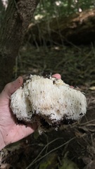 Hericium erinaceus