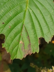 Stigmella villosella