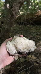 Hericium erinaceus
