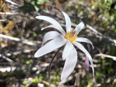 Knowltonia tenuifolia