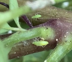 Myzus persicae