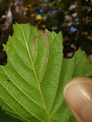 Stigmella villosella