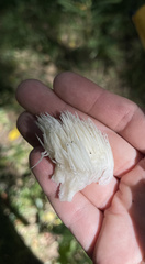Hericium erinaceus