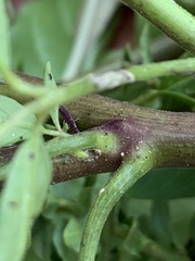 Myzus persicae