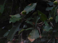 Quercus lancifolia