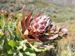 Leucadendron daphnoides
