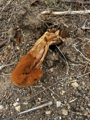 Battarrea phalloides