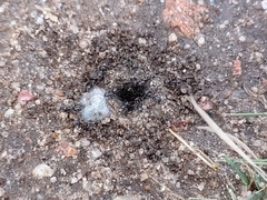 Dorymyrmex insanus