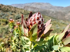 Leucadendron daphnoides