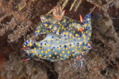 Hypselodoris confetti