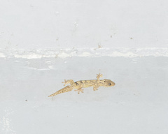 Thecadactylus rapicauda