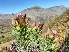 Leucadendron daphnoides