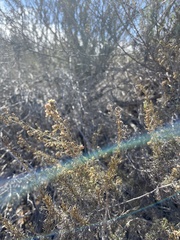 Artemisia californica