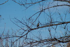 Turdus migratorius image