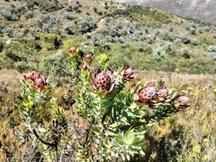 Leucadendron daphnoides