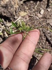 Cyperus aggregatus