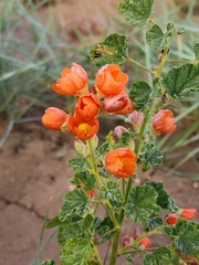 Sphaeralcea parvifolia