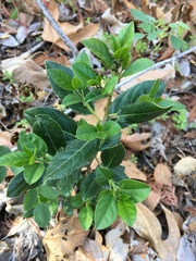 Rhamnus alaternus