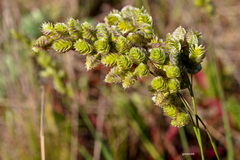 Chascolytrum subaristatum